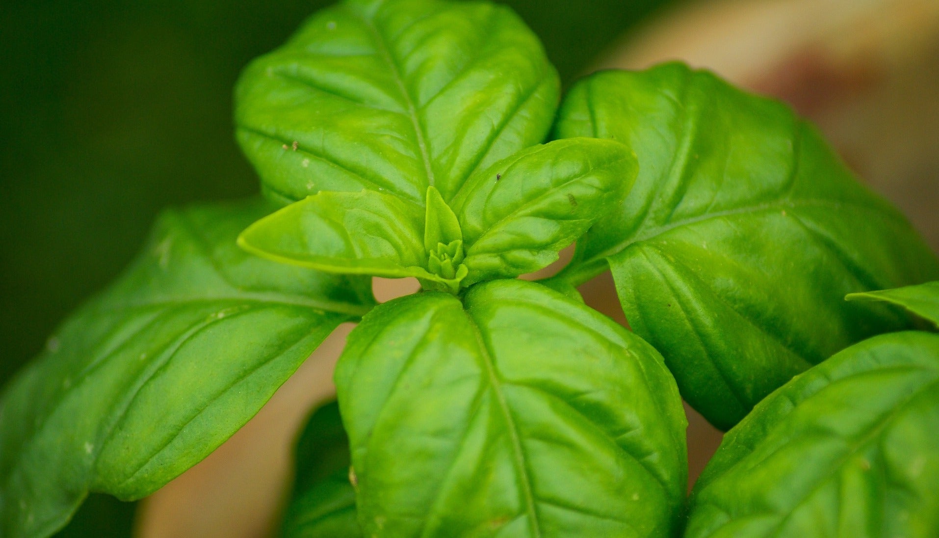 Basil Blendily